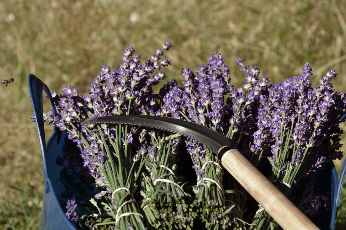 Harvest Farm Stand