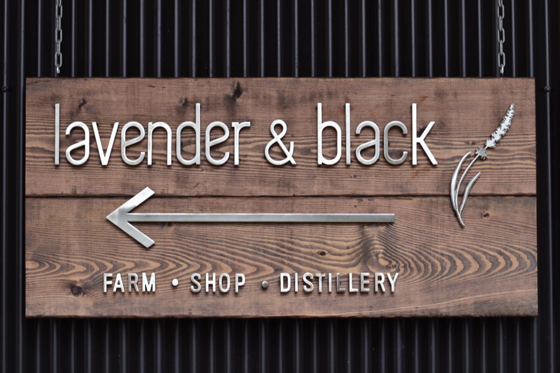 Lavender and Black