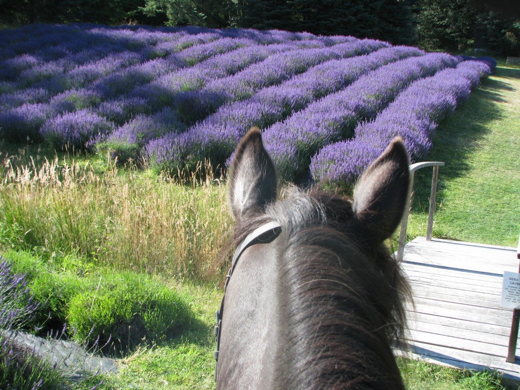 Sacred Mountain Lavender